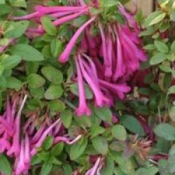 Abelia floribunda