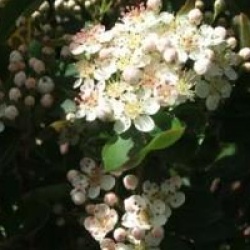 Aronia x prunifolia 'Viking'