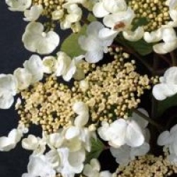 Viburnum plicatum f. tomentosum 'Mariesii' Great Star � 