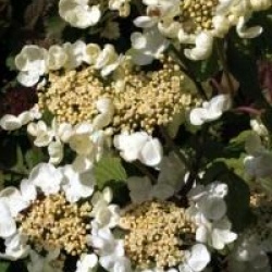 Viburnum plicatum f. tomentosum 'Mariesii' Great Star � 
