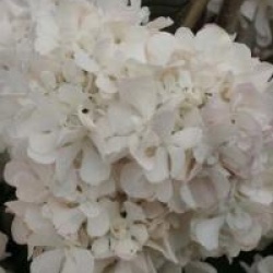 Viorne Pink Sensation