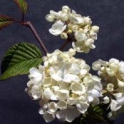 Viburnum plicatum 'Popcorn' - Viorne Popcorn