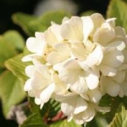 Viburnum plicatum f. plicatum 'Rosace'