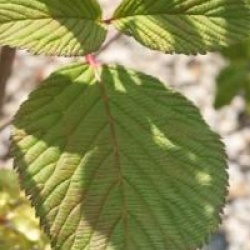 Viorne de Chine rotundifolium