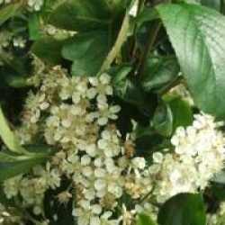 Aronia x prunifolia 'Viking'