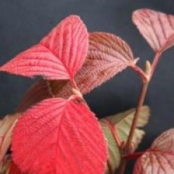 Viburnum plicatum 'Rotundifolium'