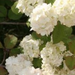 Viburnum plicatum 'Rotundifolium'