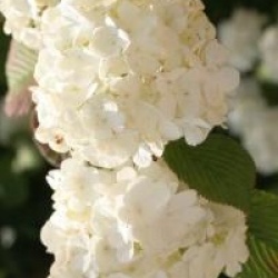 Viburnum plicatum 'Rotundifolium'