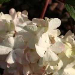 Viburnum plicatum 'Rotundifolium'