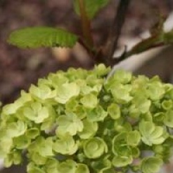 Viburnum plicatum 'Rotundifolium'