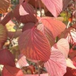 Viburnum plicatum 'Rotundifolium'