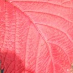 Viburnum plicatum 'Rotundifolium'