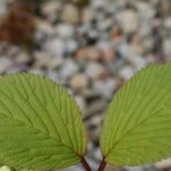 Viburnum plicatum 'Rotundifolium'