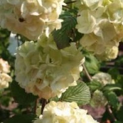 Viburnum plicatum 'Rotundifolium'