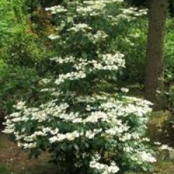 Viburnum plicatum f. tomentosum 'Summer Snowflake'