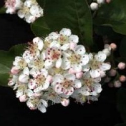 Aronia x prunifolia 'Viking' - Aronia Viking