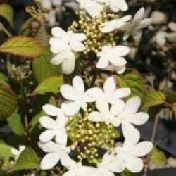 Viburnum plicatum f. tomentosum 'Summer Snowflake'