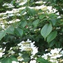 Viburnum plicatum f. tomentosum 'Summer Snowflake'