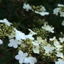 Viburnum plicatum f. tomentosum 'Summer Snowflake'