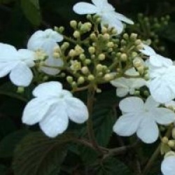 Viburnum plicatum f. tomentosum 'Summer Snowflake'