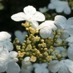 Viburnum plicatum f. tomentosum 'Summer Snowflake'