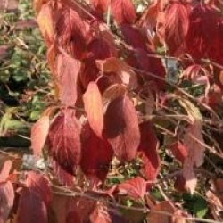 Viburnum plicatum f. tomentosum 'Summer Snowflake'