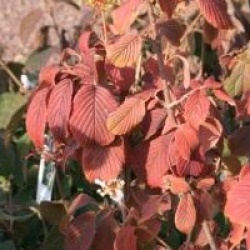 Viburnum plicatum f. tomentosum - Viorne tomenteuse