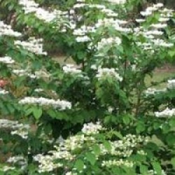 Viburnum plicatum f. tomentosum 'Lanarth'