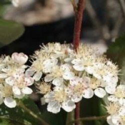 Aronia x prunifolia 'Viking'