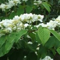 Viburnum plicatum f. tomentosum 'Lanarth'