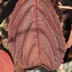 Viburnum plicatum f. tomentosum 'Lanarth'