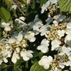 Viburnum plicatum f. tomentosum 'Lanarth'