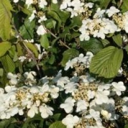 Viburnum plicatum f. tomentosum 'Lanarth'