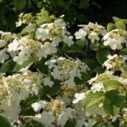 Viburnum plicatum f. tomentosum 'Lanarth'