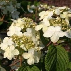 Viburnum plicatum f. tomentosum 'Lanarth'