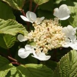 Viburnum plicatum f. tomentosum 'Lanarth'