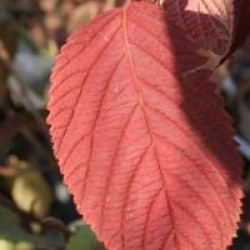Viburnum plicatum f. tomentosum 'Mariesii'