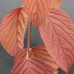 Viburnum plicatum f. tomentosum 'Mariesii'
