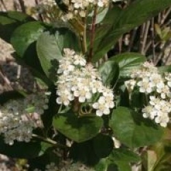 Aronia x prunifolia 'Viking'