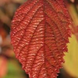 Viburnum plicatum f. tomentosum 'Mariesii'