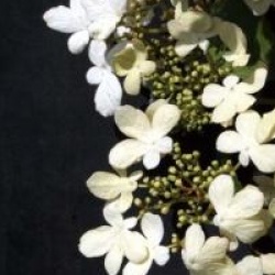 Viburnum plicatum f. tomentosum 'Watanabe'