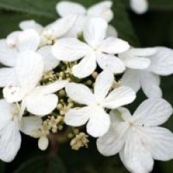 Viburnum plicatum f. tomentosum 'Watanabe' - Viorne Watanabe