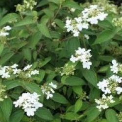 Viburnum plicatum f. tomentosum 'Watanabe'