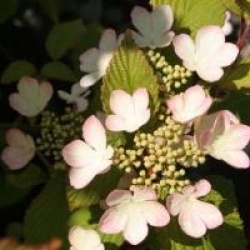 Viburnum plicatum f. tomentosum 'Watanabe'