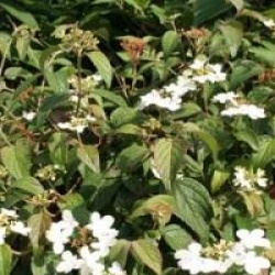 Viburnum plicatum f. tomentosum 'Watanabe'