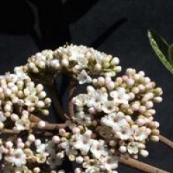 Viburnum 'Pragense' - Viorne Pragense