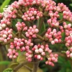 Viburnum rhytidophyllum 'Selection' - Viorne S�lection