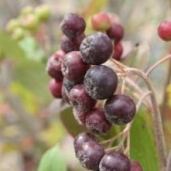 Aronia x prunifolia 'Viking'