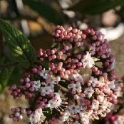 Viburnum rhytidophyllum 'Selection'