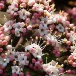 Viburnum rhytidophyllum 'Selection'
